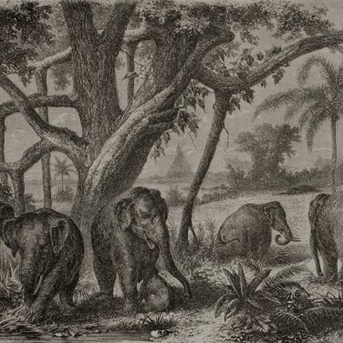 ELEPHANTS 4400093